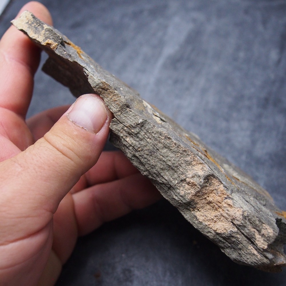 Edrioasteroid Protaster sp. Echinoderms Ordovician Fossil Fossilien
