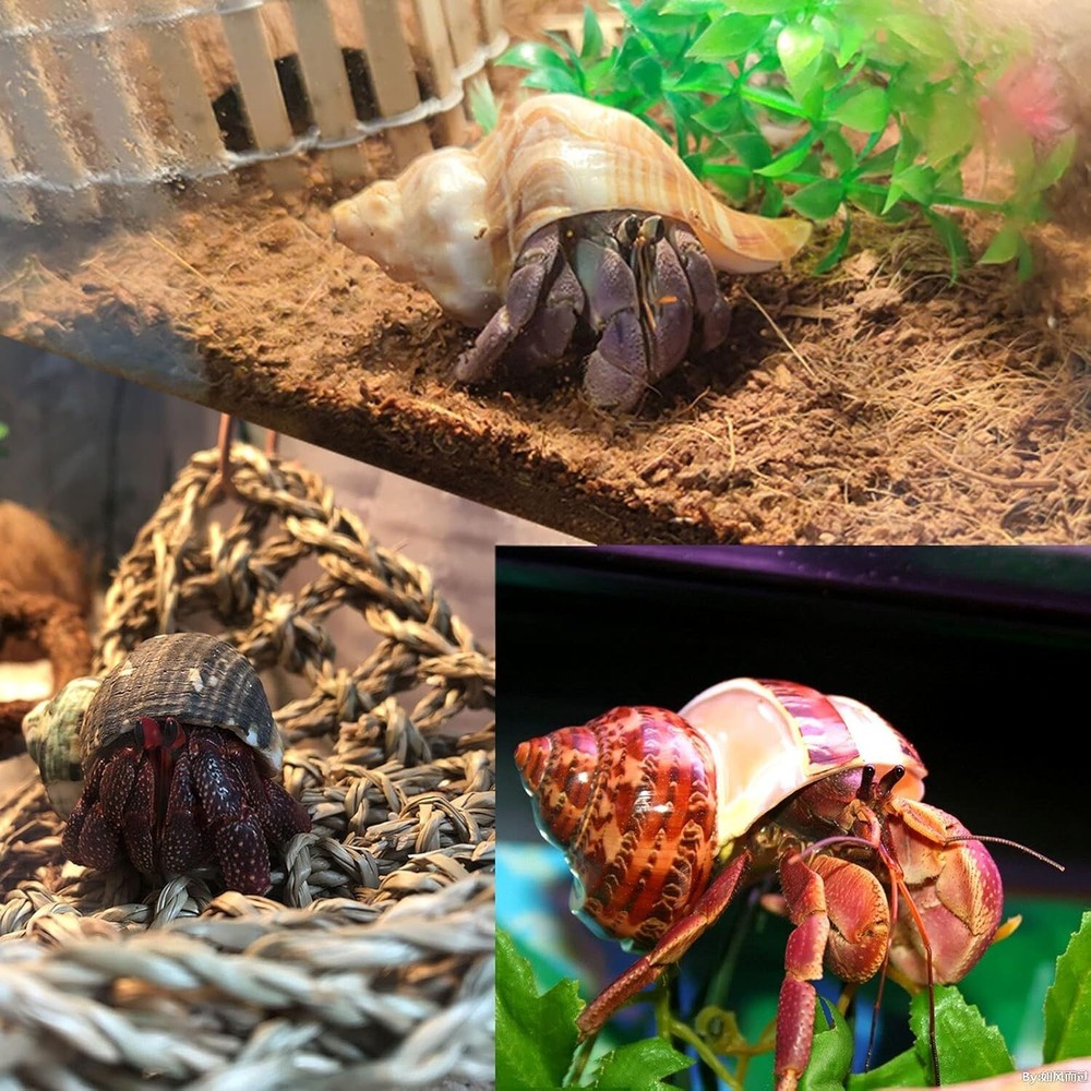 6 PCS Hermit Crab Shells Medium Large XLarge Growth Turbo Seashells