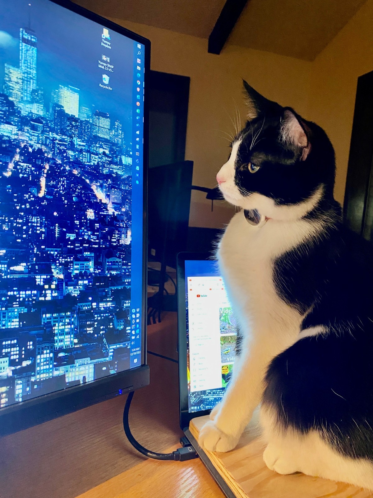 2-Set AirTag Holder for Collar, 3/8" & 5/8". Cat Dog Kitten Puppy! YUMPY SNAP!