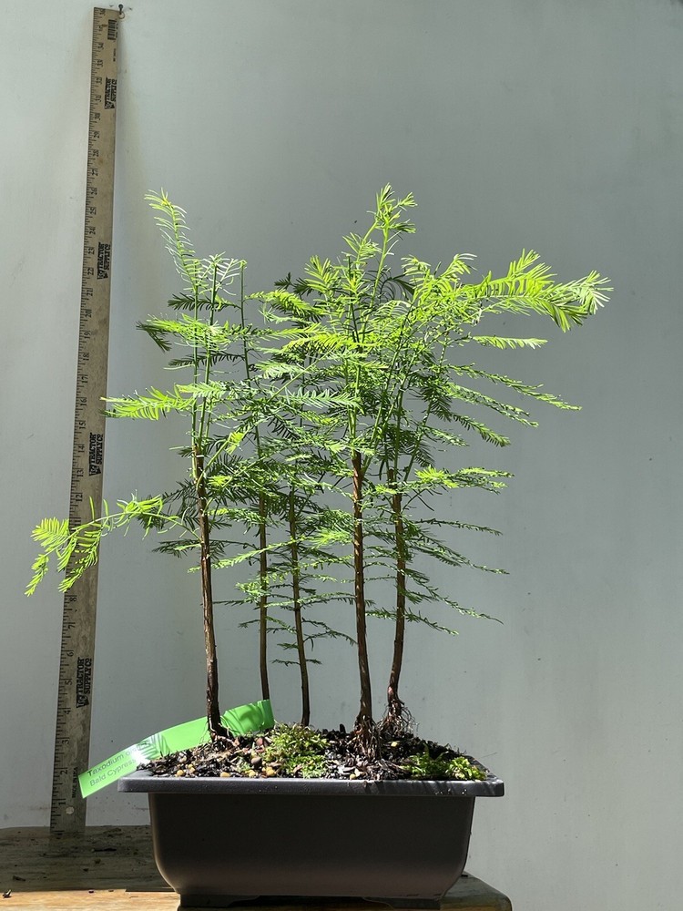 5 Tree Bald Cypress - Forest Bonsai