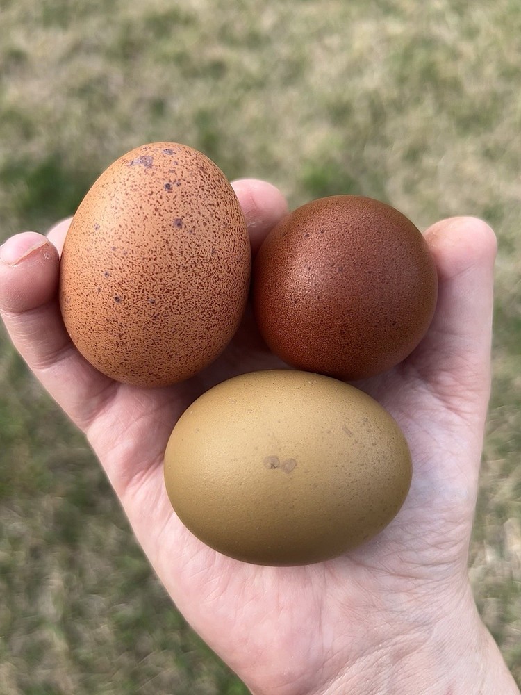 🐣RAINBOW HATCHING EGGS - NOT BARNYARD MIX MARANS - OLIVE EGGERS - WELSUMMER🐣