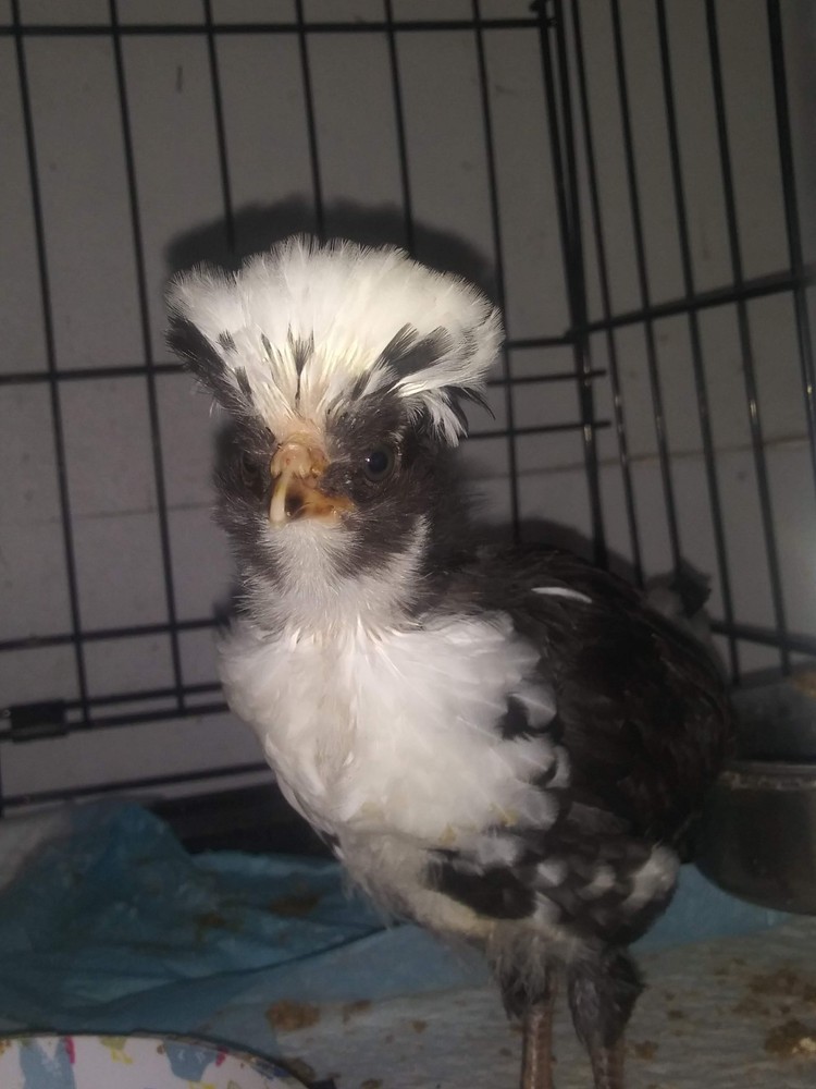 1 Dozen NPIP Tolbunt Polish Hatching Eggs