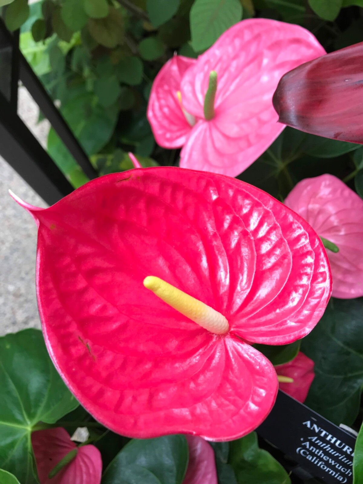 Premium "Fluffy" Tree Fern Fiber (New Zealand) - Debris Free