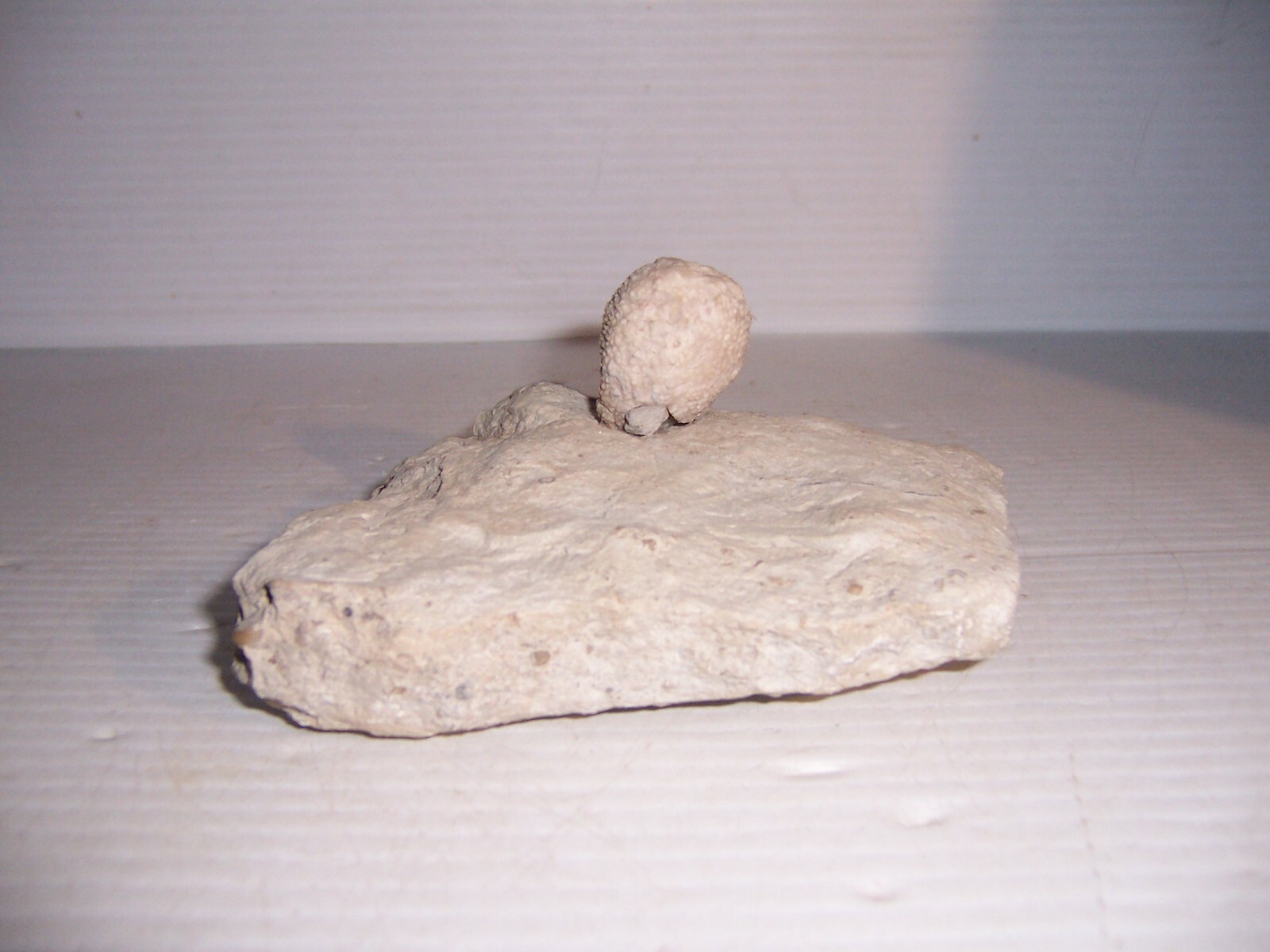 Fossil Holocystites Scutellatus Cystoid Silurian Niagaran Formation Osgood Shale