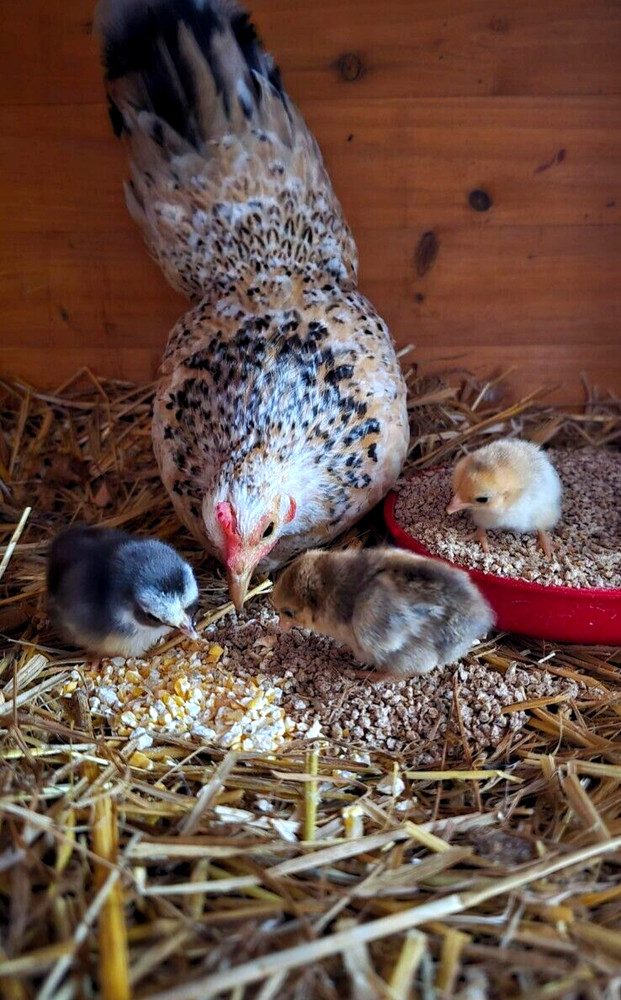 6 NPIP/AI CLEAN SERAMA BANTAM HATCHING EGGS ●SHOW QUALITY●MICRO MINI TEA CUP