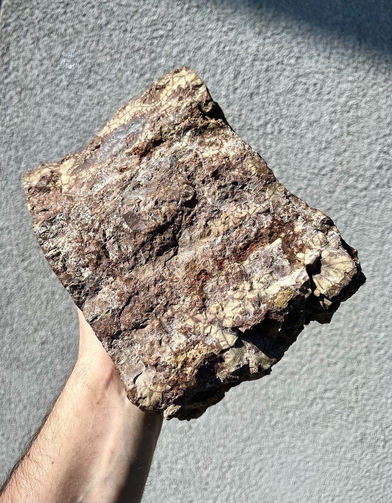 22.4 Pound: "Spiderweb" Jasper Rough Endcut from Malheur County, Oregon