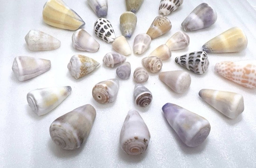 Cone Shell from japan Okinawa shell