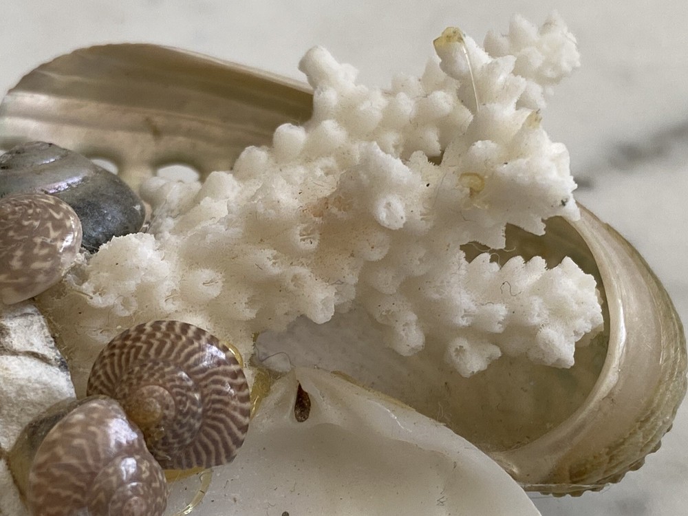 Florida Beach magnet coral shells seashell Sea Shell