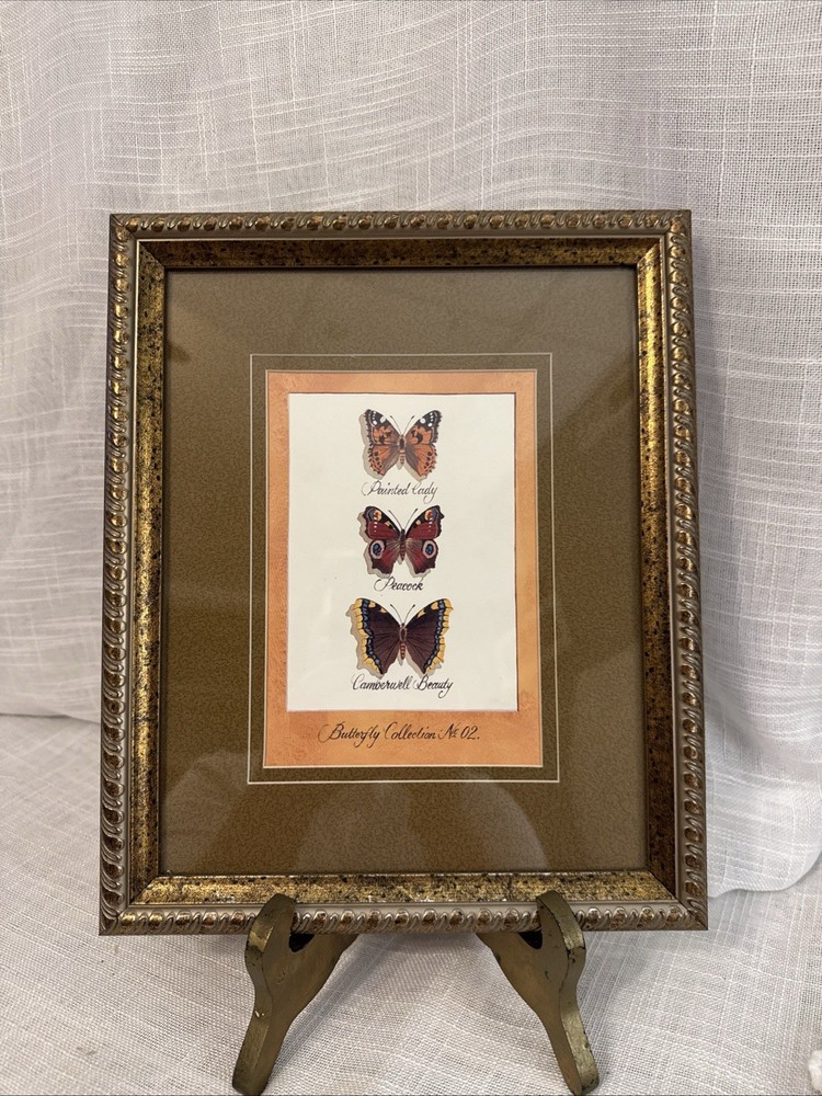 Framed Artwork, Butterfly Collection