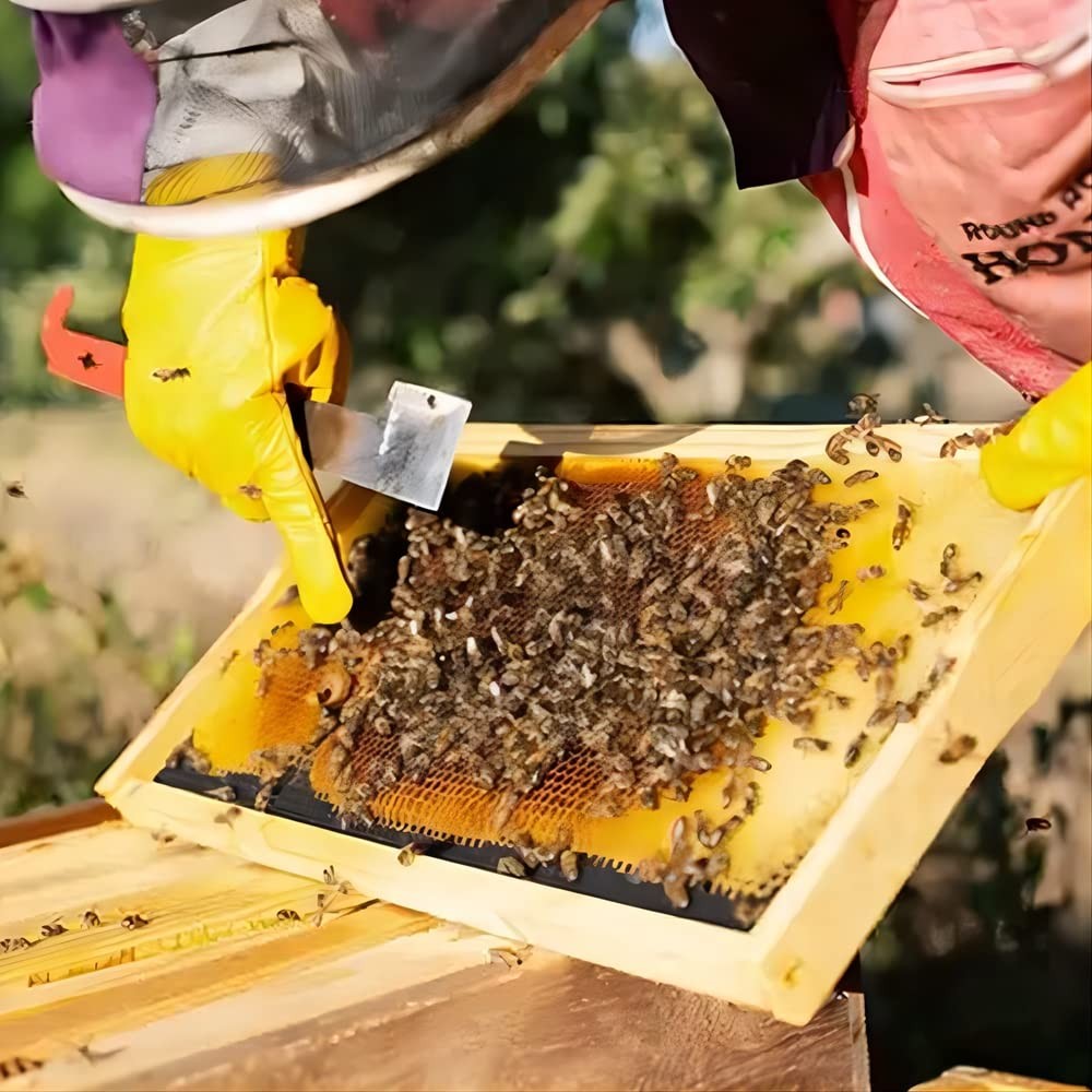 2PCS Stainless Steel Bee Hive Scraper,Bee Tool Beekeeping Scraper,J...