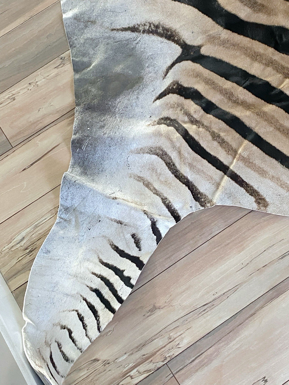 BEAUTIFUL GENUINE EQUUS BURCHELL ZEBRA SKIN RUG HIDE - US SHIPPER