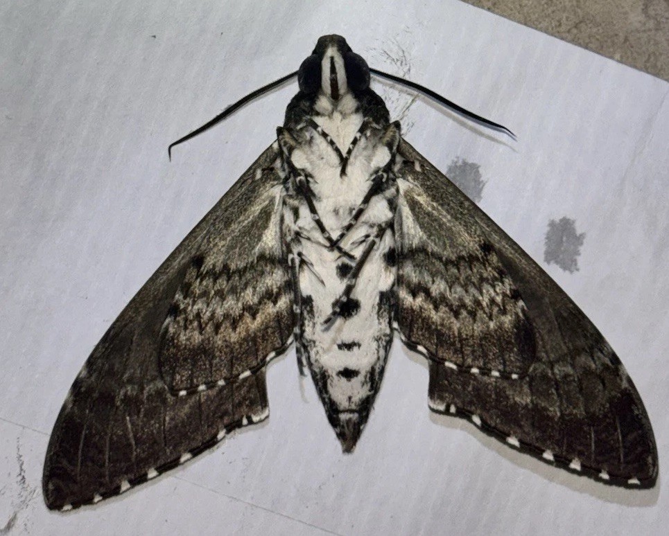 👒 RUSTIC SPHINX MOTH - Beautiful~Largest Sphinx~Specimen~UNMOUNTED~ Entomology