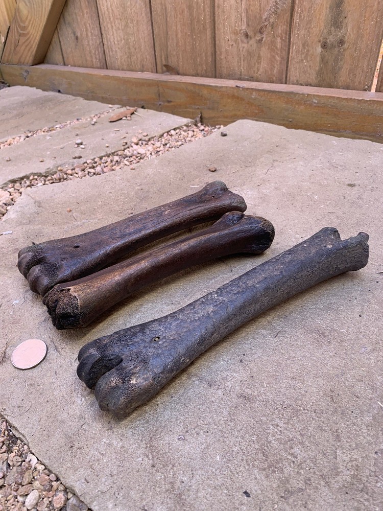 Fossilized, Bison, Bones