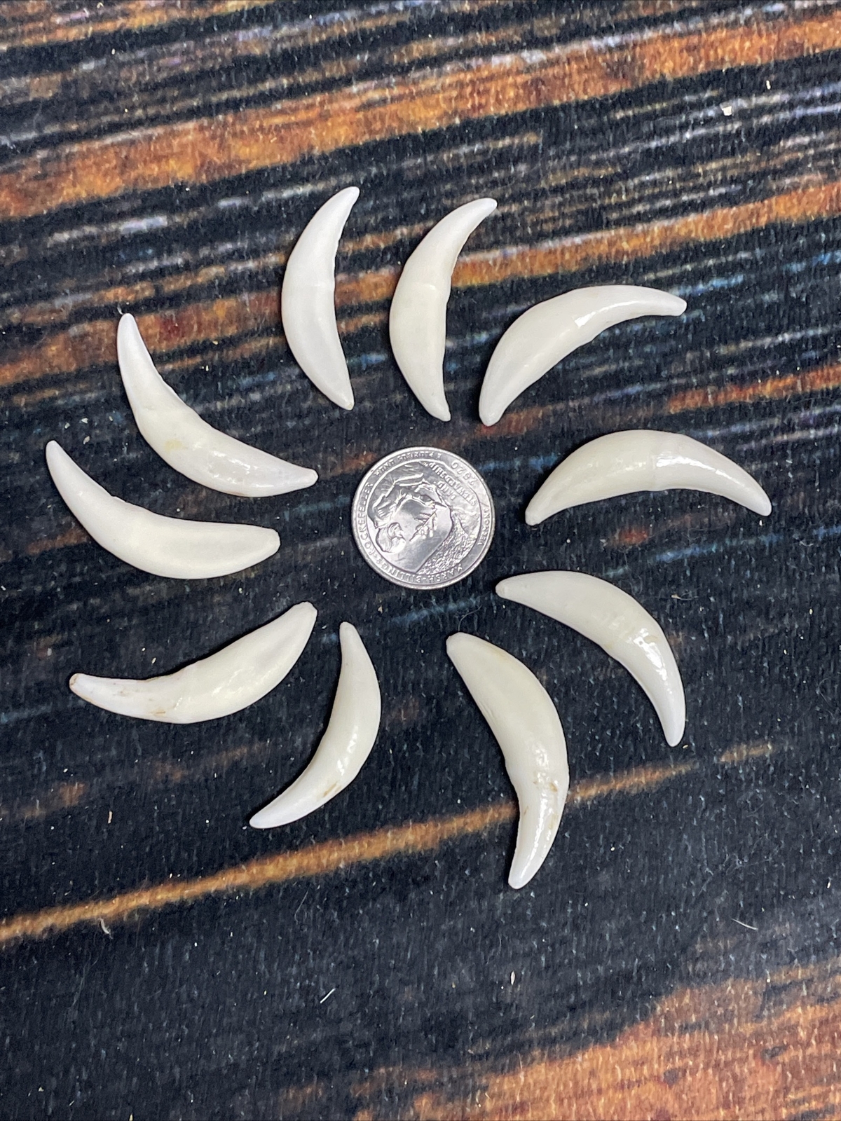 10 Real Coyote Teeth Odd MOUNTAIN MAN CRAFT SUPPLY JEWELRY Canines GOTHIC Skull