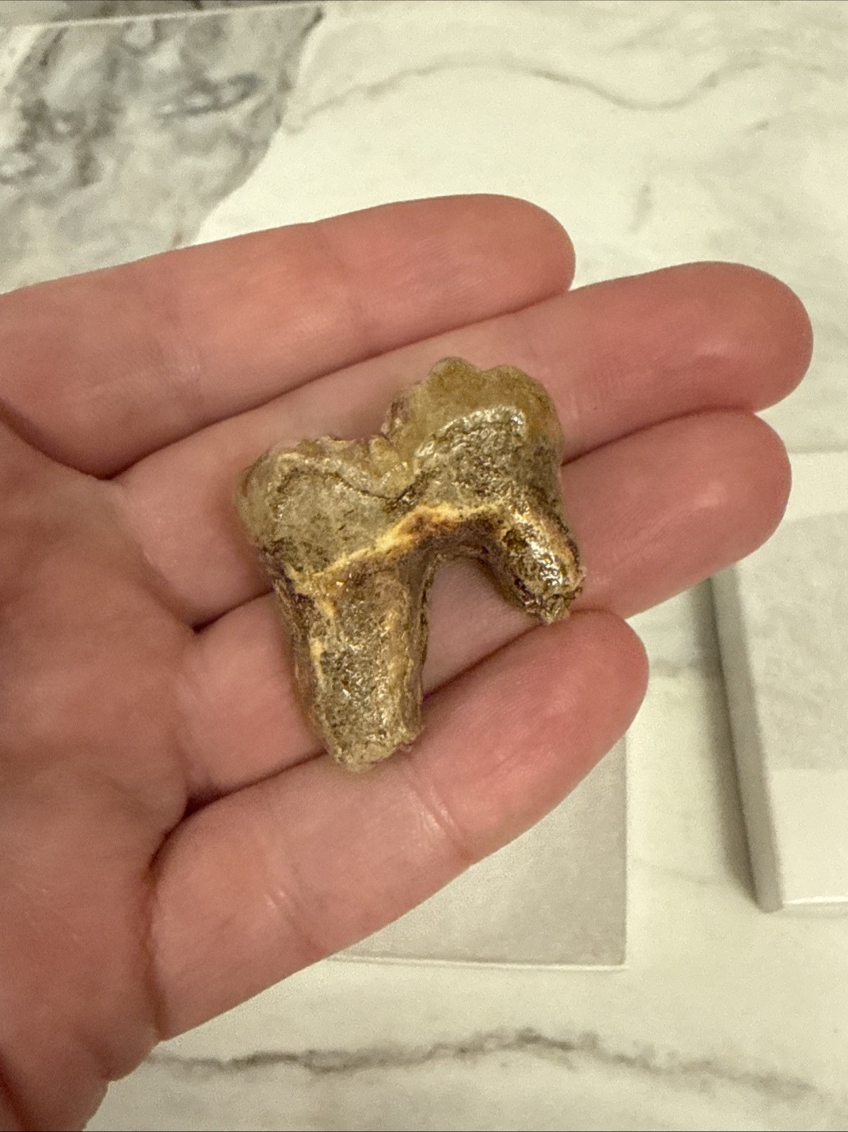 Cave Bear Tooth Molar Fossil From Romania Approximately 25,000 Years Old