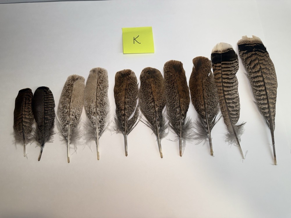 10 Assorted Turkey Wing Feathers  8 - 12 + Inches (K)