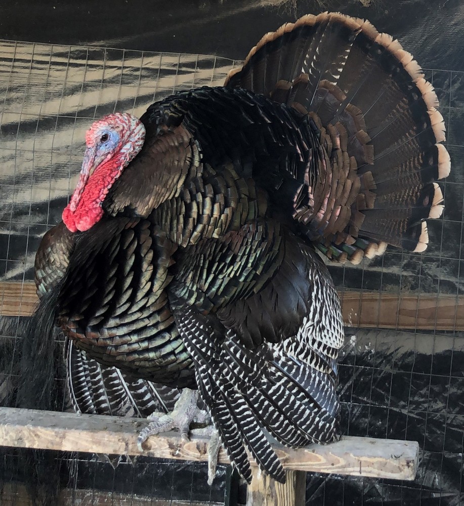 Osceola Turkey Hatching Eggs (One Dozen)