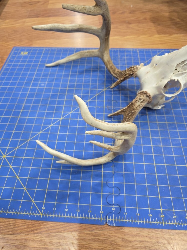 D89 Dead Head Skull Whitetail Deer Antler On