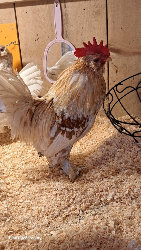 12 D'uccle Hatching Eggs Npip