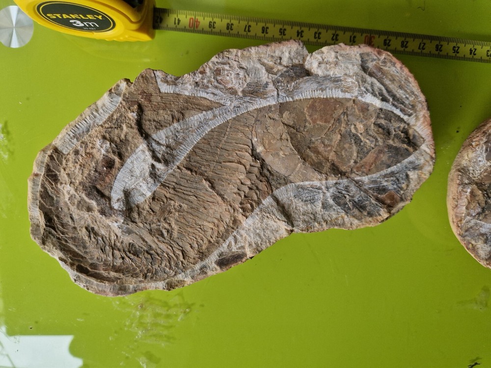 Vinctifer Comptoni Fish 40 CM - Brazil - Cretaceous