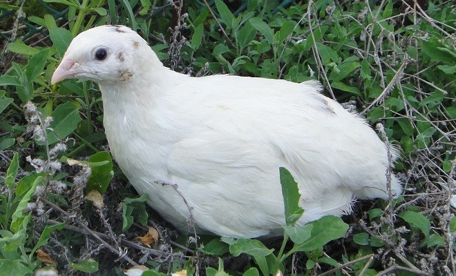 10+ Fertile Hatching Eggs Quail Coturnix Jumbo White Texas A&M Meat & Egg Birds