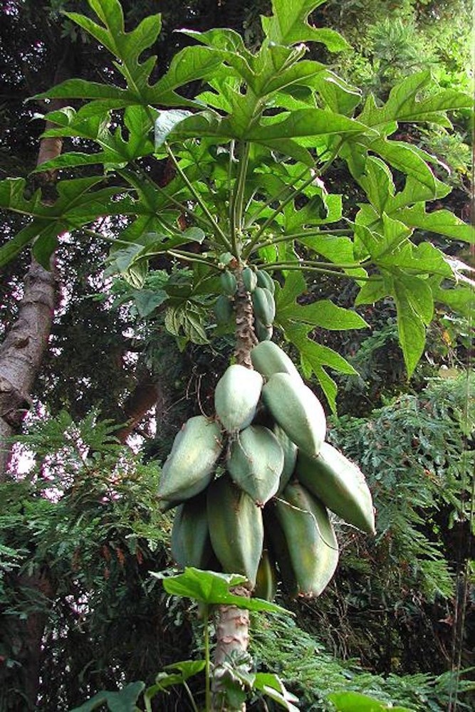 1 Mountain Papaya Babaco Starter Plug Bare Root Vasconcellea × heilbornii