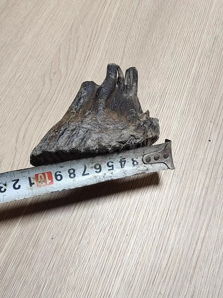 Ice Age Tooth Fossils - Ancient Fossil Specimens about
