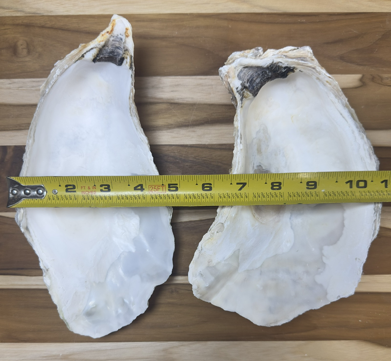 12 Oyster Shells Cup Side 7-9” Bulk Clean No Smell Art Jewelry Dish