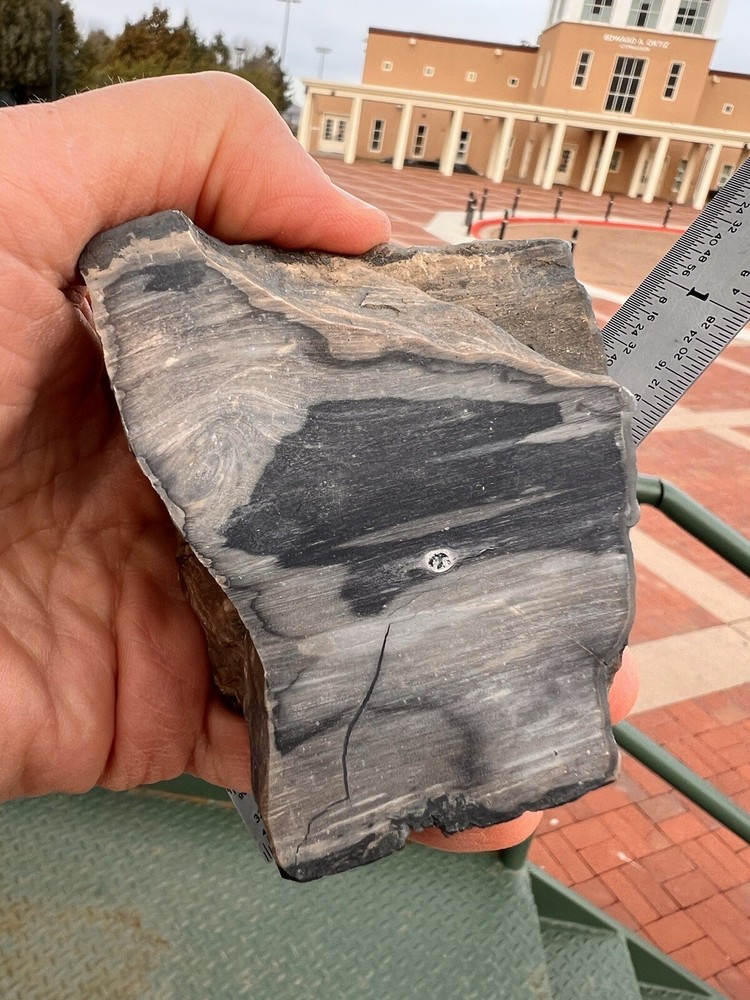 Blue forest petrified wood tree limb Dragon