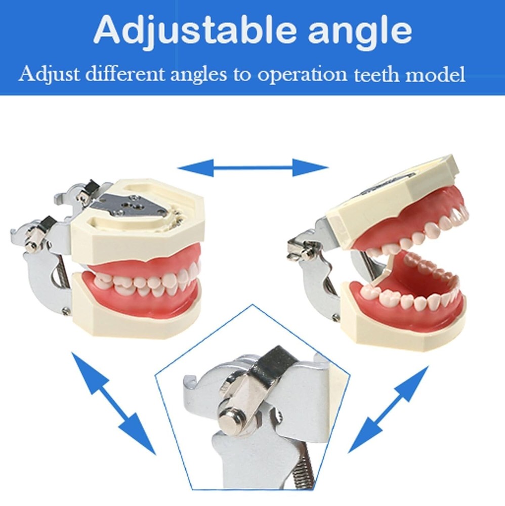 Typodont Teeth Model Detachable Removable 28pcs Screw-in Teeth Model