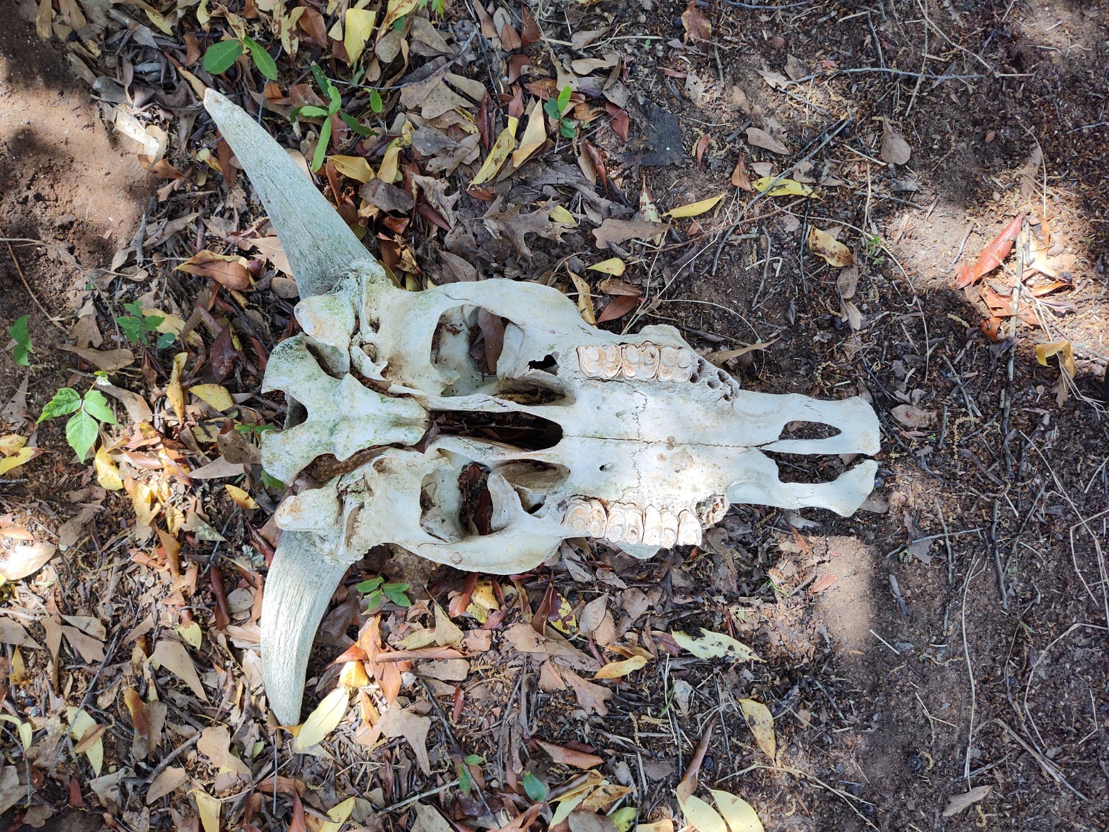 Cattle Skull With Horns Texas