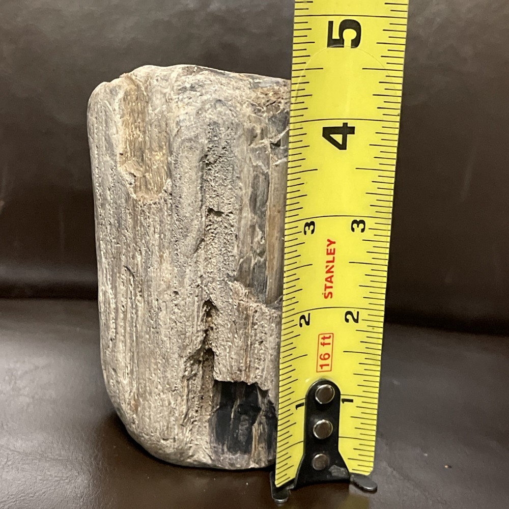 Petrified Wood 2lbs Beautiful
