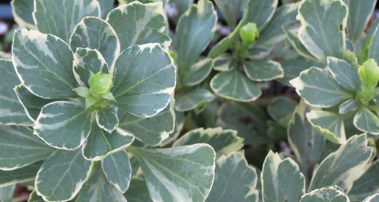 Pachysandra Terminalis 'Silver Edge' - 100 Bare Root Plants