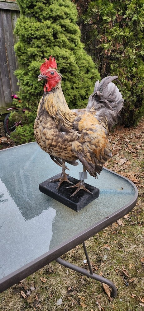 Standing Rooster Taxidermy