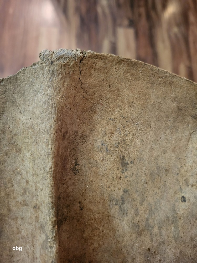 Historic Bison SHOULDER BLADE scapula