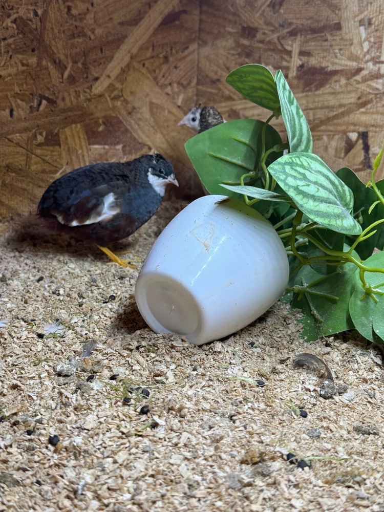 40+ Button Quail Hatching Eggs Multiple Colors