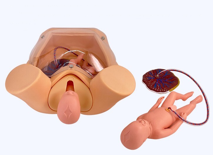 Childbirth Bsterric Delivery Skill Training Model Simulation Parturition PVC