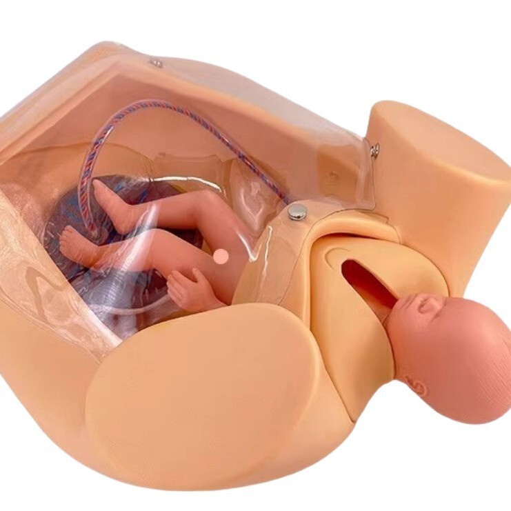 Childbirth Bsterric Delivery Skill Training Model Simulation Parturition PVC