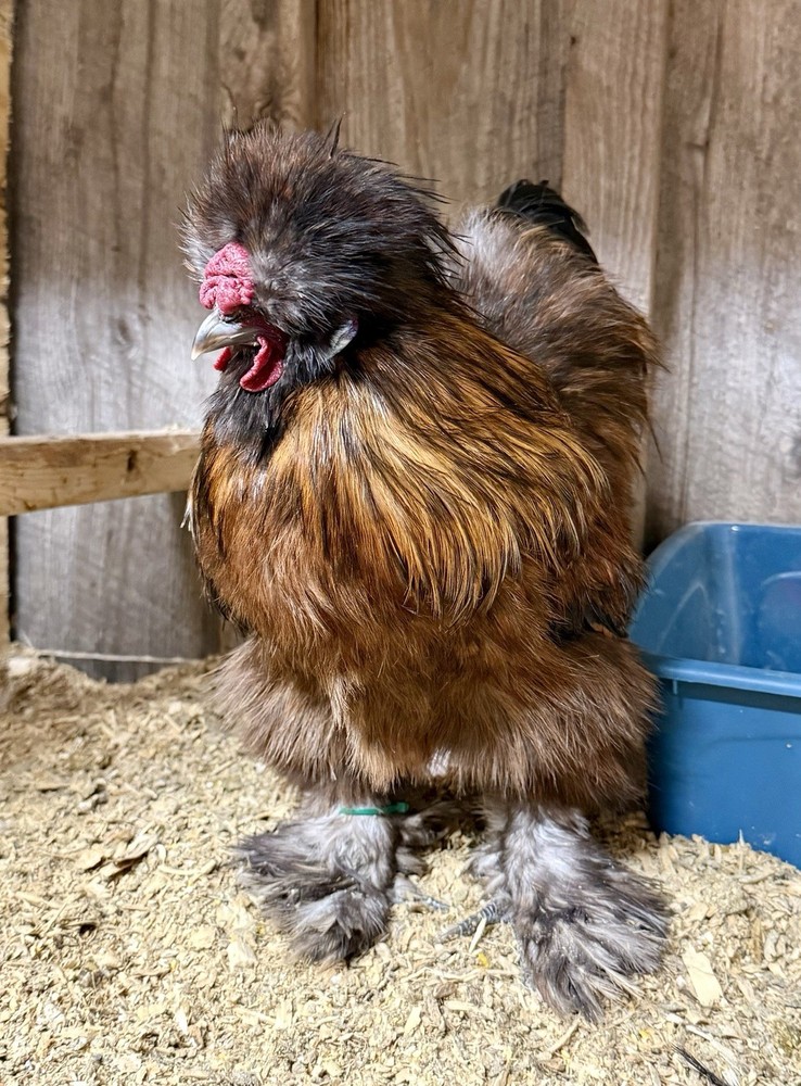 PURE Silkie Hatching Eggs (6)