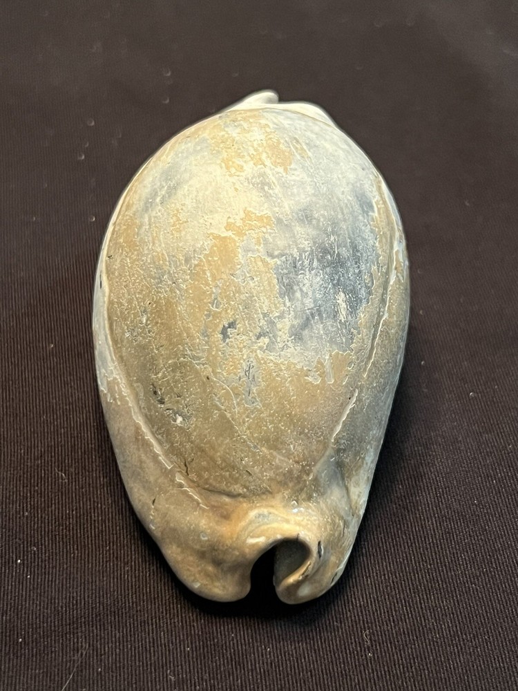 EXTINCT Fossilized COWRIE Shell ( Akleistostoma Macbrideae ) From Central Fl