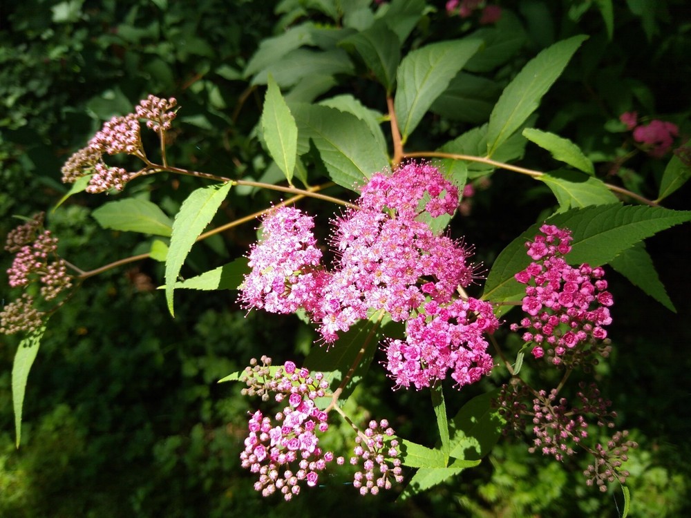 PINK SPIRAEA SHRUB - "MEADOWSWEETS" - 2 PLANTS - LOOK!