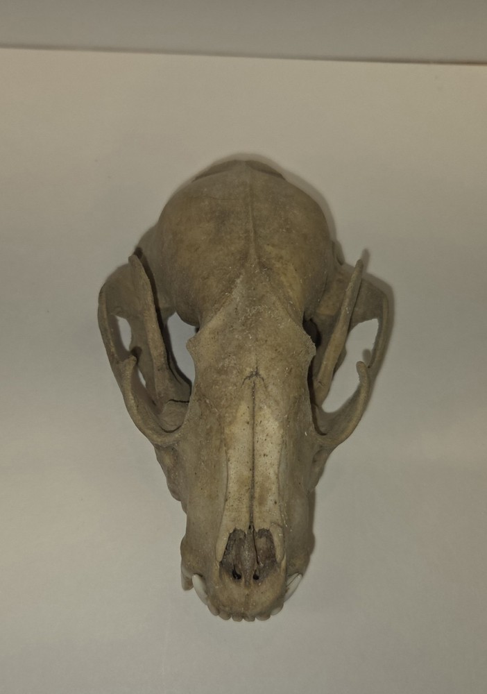Raccoon Skull