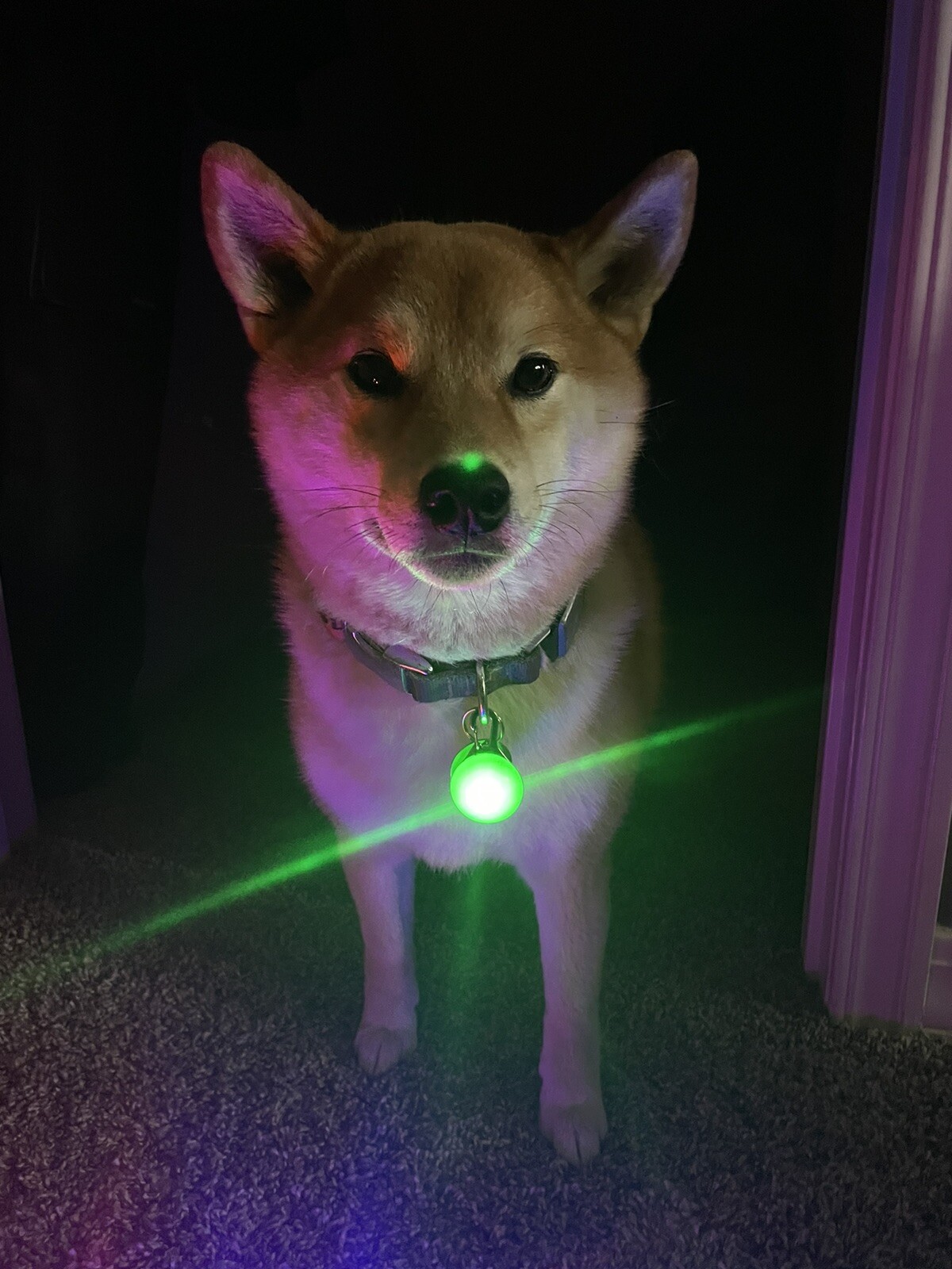 Rechargeable Dog Cat Collar Lights LED Clip on Light Veteran Owned