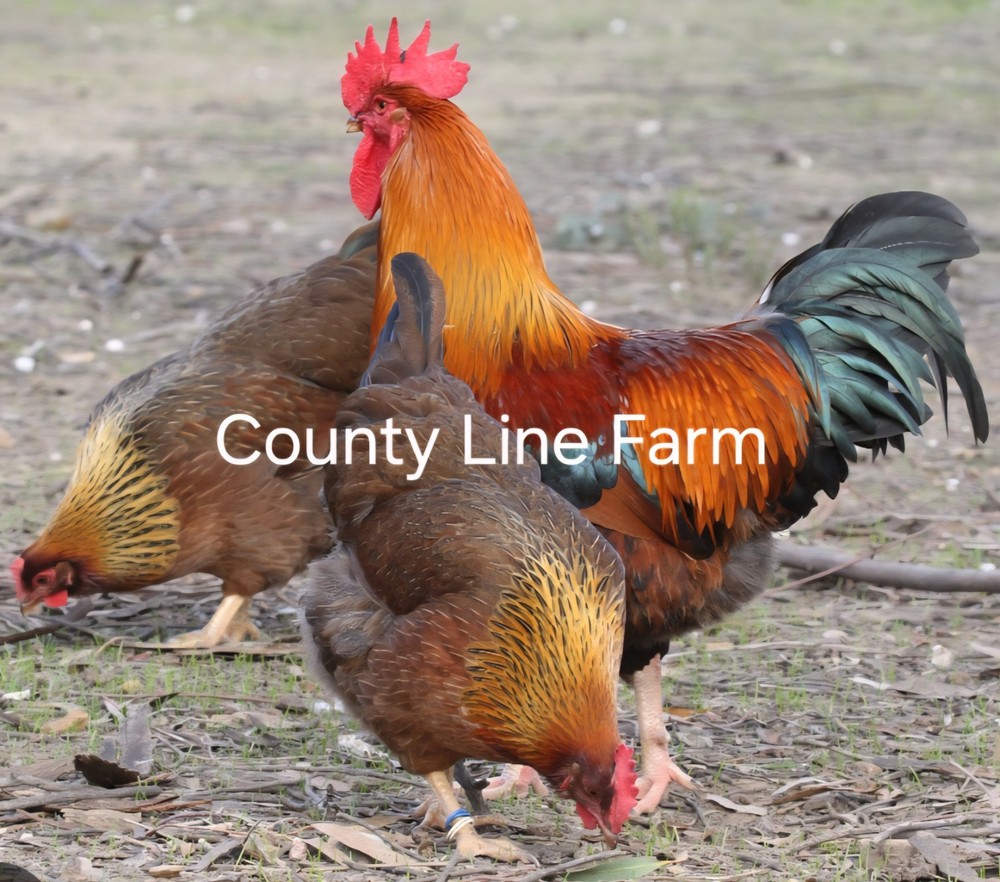 12+ Welsummer Hatching Eggs NPIP Certified