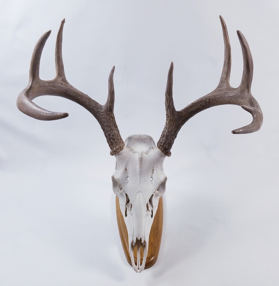 European Skull Mount Table Top Display White Oak Base