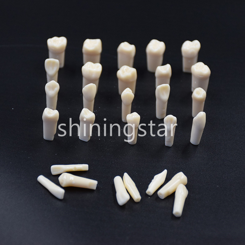 NEW Dental Teeth Model Demonstration Resin Practice Teach Study Models 28 Pcs