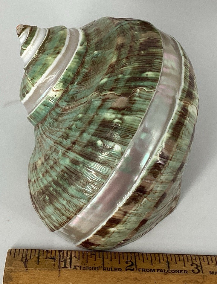 Green Turban Shell From Madagascar