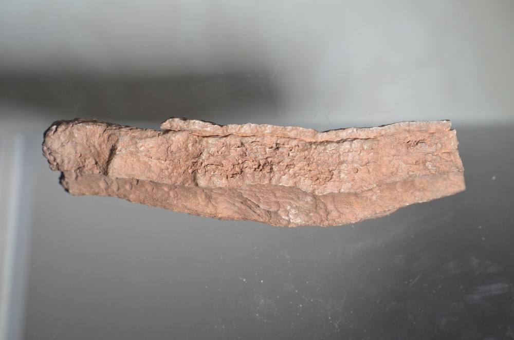 fossilized tube worm Utah