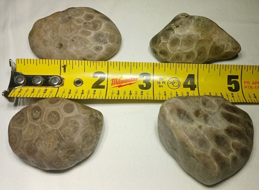 Natural Michigan Petoskey Stones • 4pc Unploshed • Great Lakes Fossil Coral