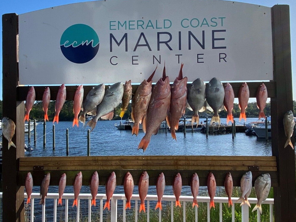 3 Chicken Rigs, snapper, triggerfish, 2/0 Circle - 40lb Camo Mono